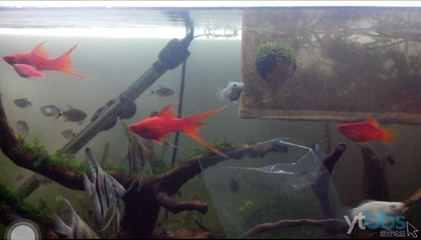 剑尾鱼哪个品种最好养,凤尾热带鱼养殖技术大全