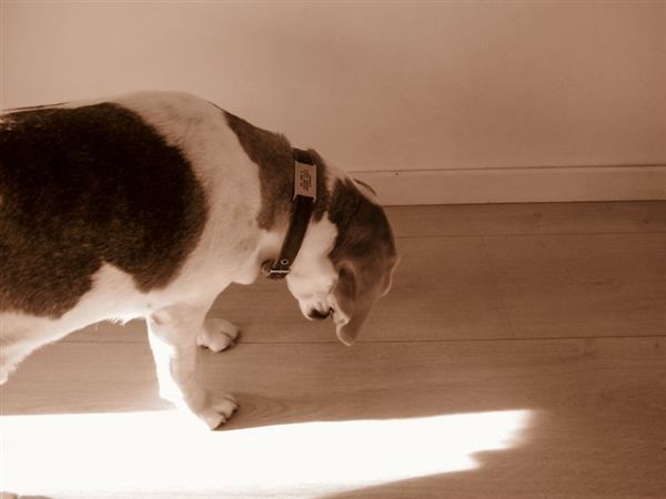 摄影师2岁宝宝拍照,最小年纪摄影师