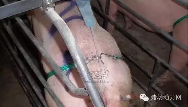 猪场铲粪的工具,铲猪粪神器