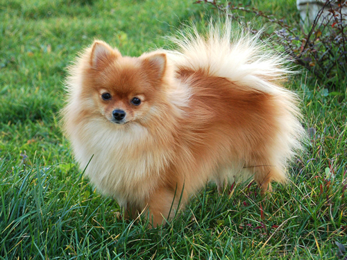 狗狗吃油腻的拉肚子怎么办,狗狗拉肚子不吃食了是什么原因