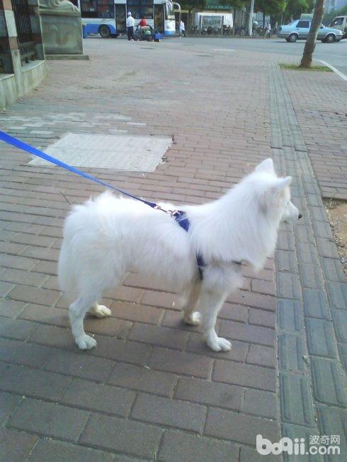 带柴犬去公园被萨摩咬,萨摩被比特犬咬后续