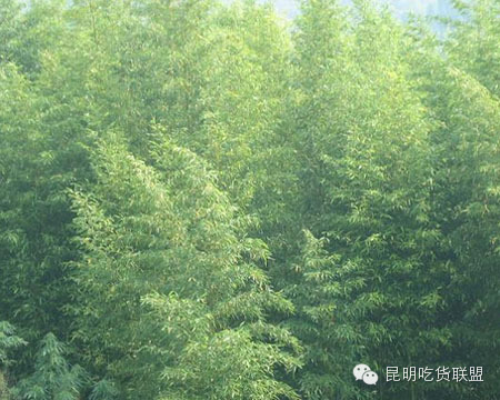 昆明大板桥农家乐的好去处,昆明农家乐烧烤游玩