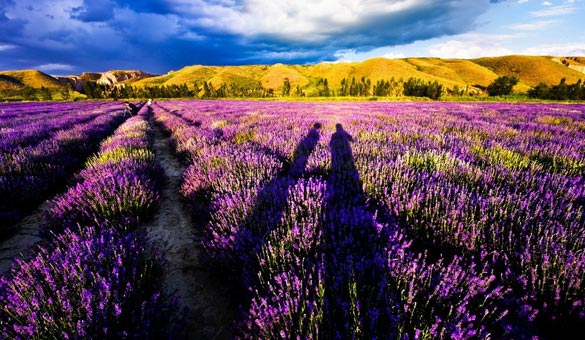 薰衣草花海一起享受大自然的美,薰衣草花海游