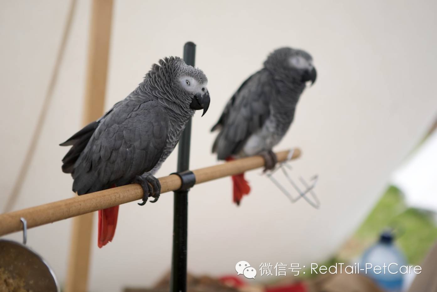 鸟类和鹦鹉的十大危险状况