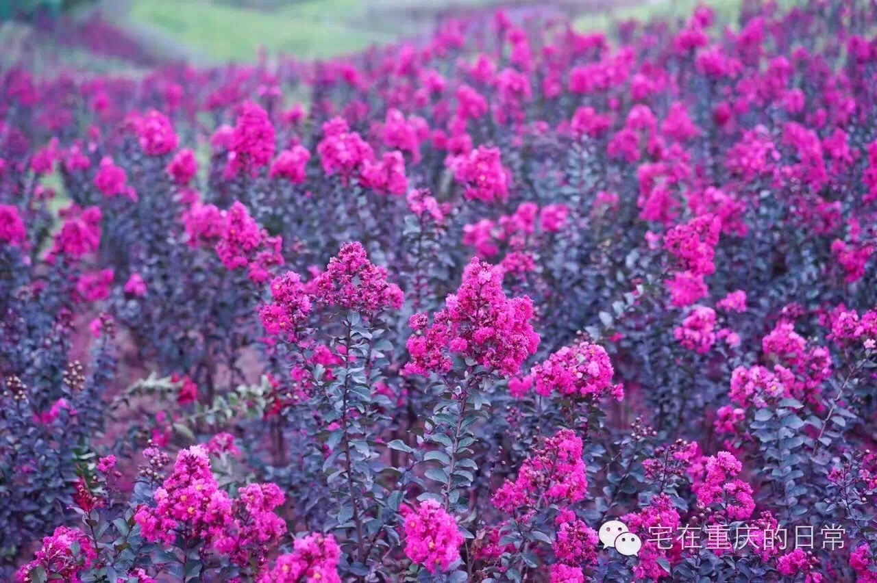 山谷飞来金凤凰,綦江横山凤凰谷怎么去