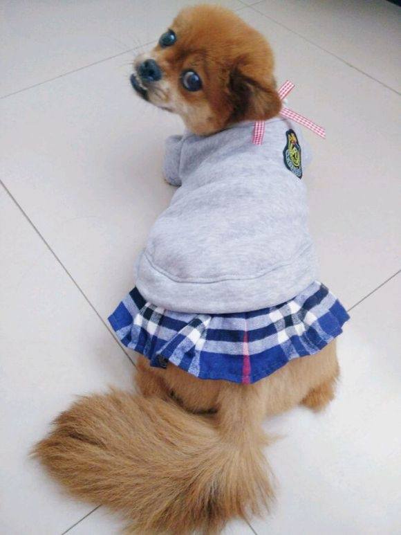 自制狗粮食谱100例,怎样自制狗粮视频教程