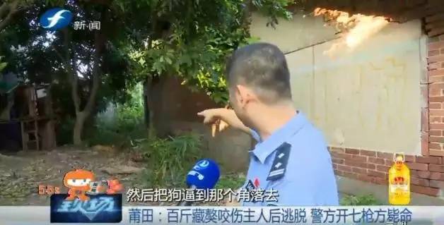 藏獒打架咬死狗,五分钟罕见藏獒打架