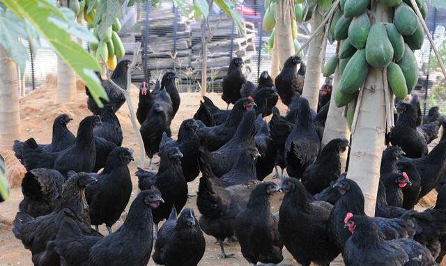 目前比较火的绿壳鸡蛋,绿壳乌鸡蛋与普通鸡蛋的区别