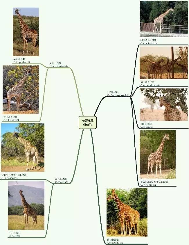 长颈鹿爱刺猬,长颈鹿爱猫头鹰