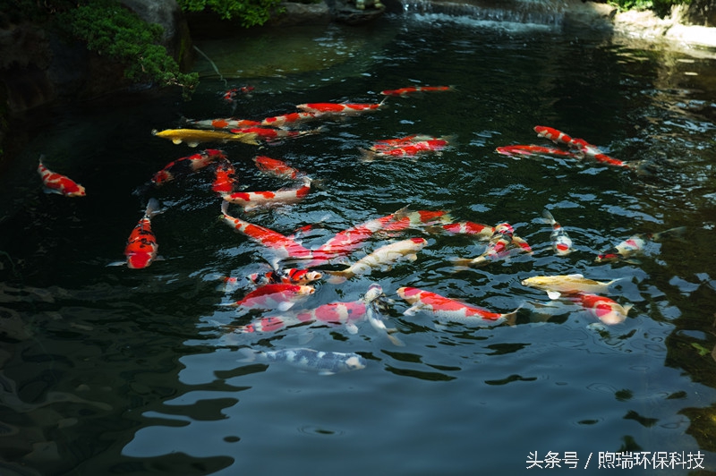 锦鲤喂什么牌子的好吃又营养,锦鲤如何吃得多又可以保持水质