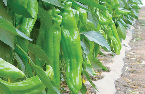 吃辣椒身体好还是不吃辣椒身体好,特别想吃辣椒身体缺什么