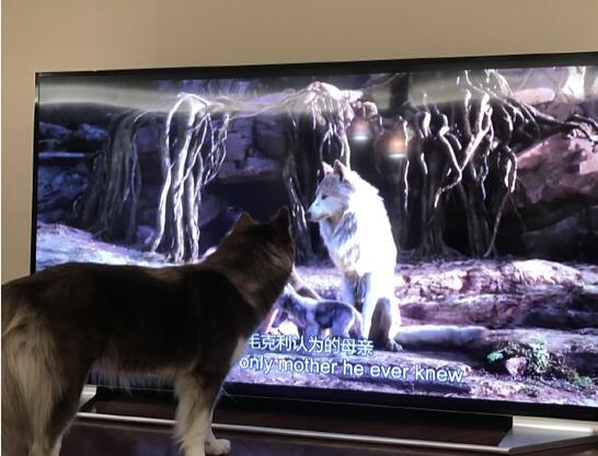 王思聪有多少个名字,王思聪的真实名字