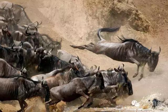 东非动物大迁徙纪实,东非野生动物为什么进行大迁徙