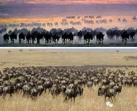 东非动物大迁徙纪实,东非野生动物为什么进行大迁徙