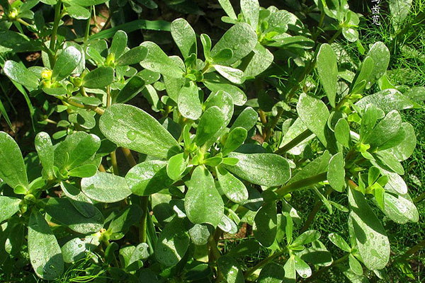 手脱皮干裂用什么中药治疗,治脚气脱皮干裂的中药配方