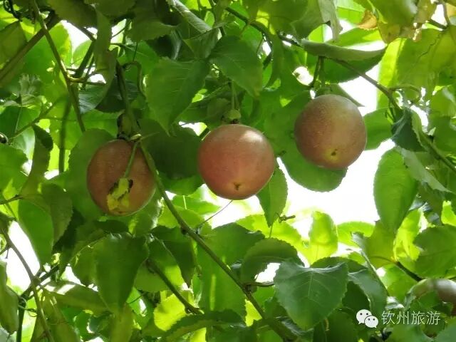 钦州周末出游攻略,钦州乡村旅游攻略