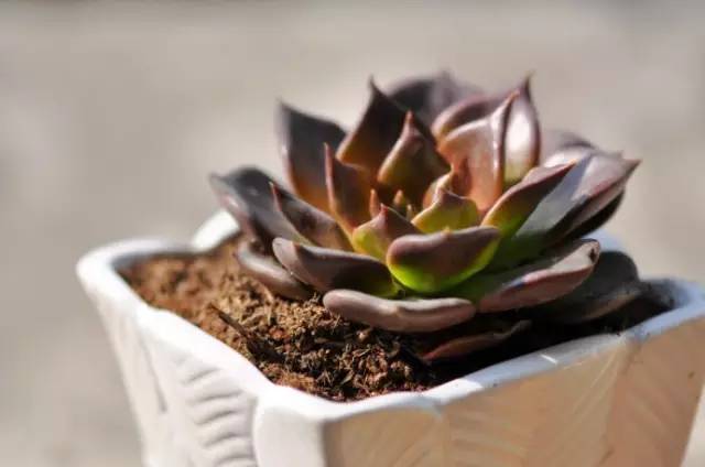 姬胧花月怎么养护,黑王子多肉怎么养老桩