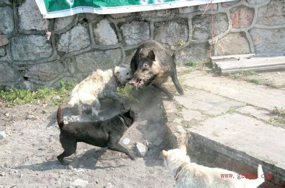 下司猎犬打猎野猪视频,猎犬下司实战打猎视频