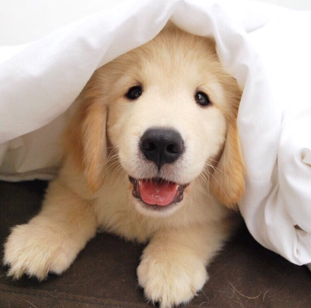 拉布拉多和金毛之间有什么区别吗,拉布拉多和金毛小时候怎么区别