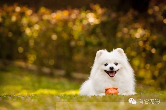 明明可以靠脸吃饭偏偏要靠球技,明明可以靠脸吃饭却偏偏要靠实力