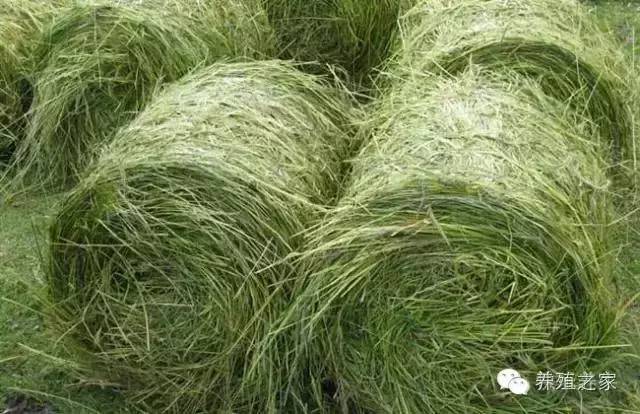 教你养牛教程,教你养牛