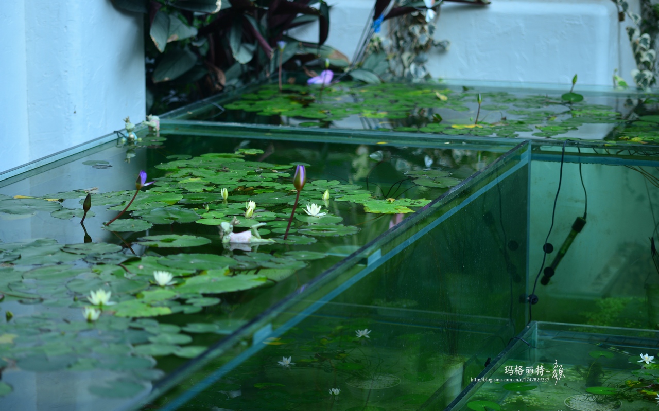 辰山植物园睡莲拍照,行摄洪湖荷花展