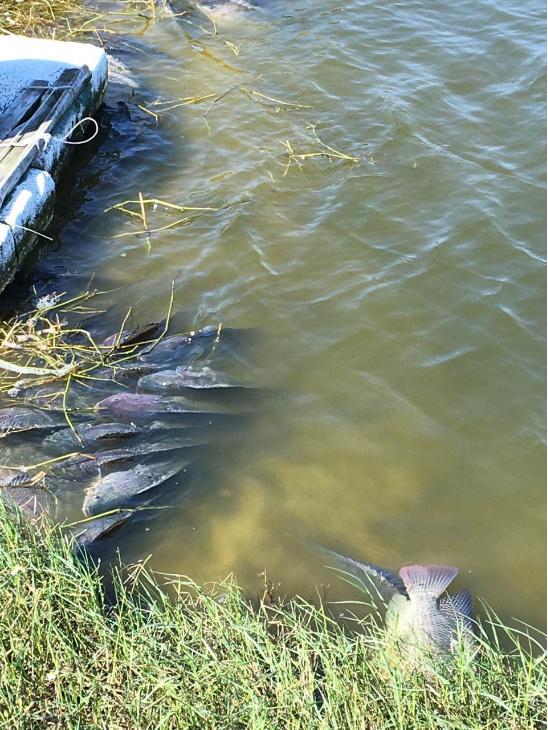 罗非鱼过冬防寒措施,罗非鱼苗抗寒