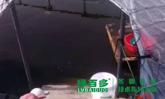 珠三角目前是冬棚虾养殖关键时期,掌握这几点冬棚养虾才能成功