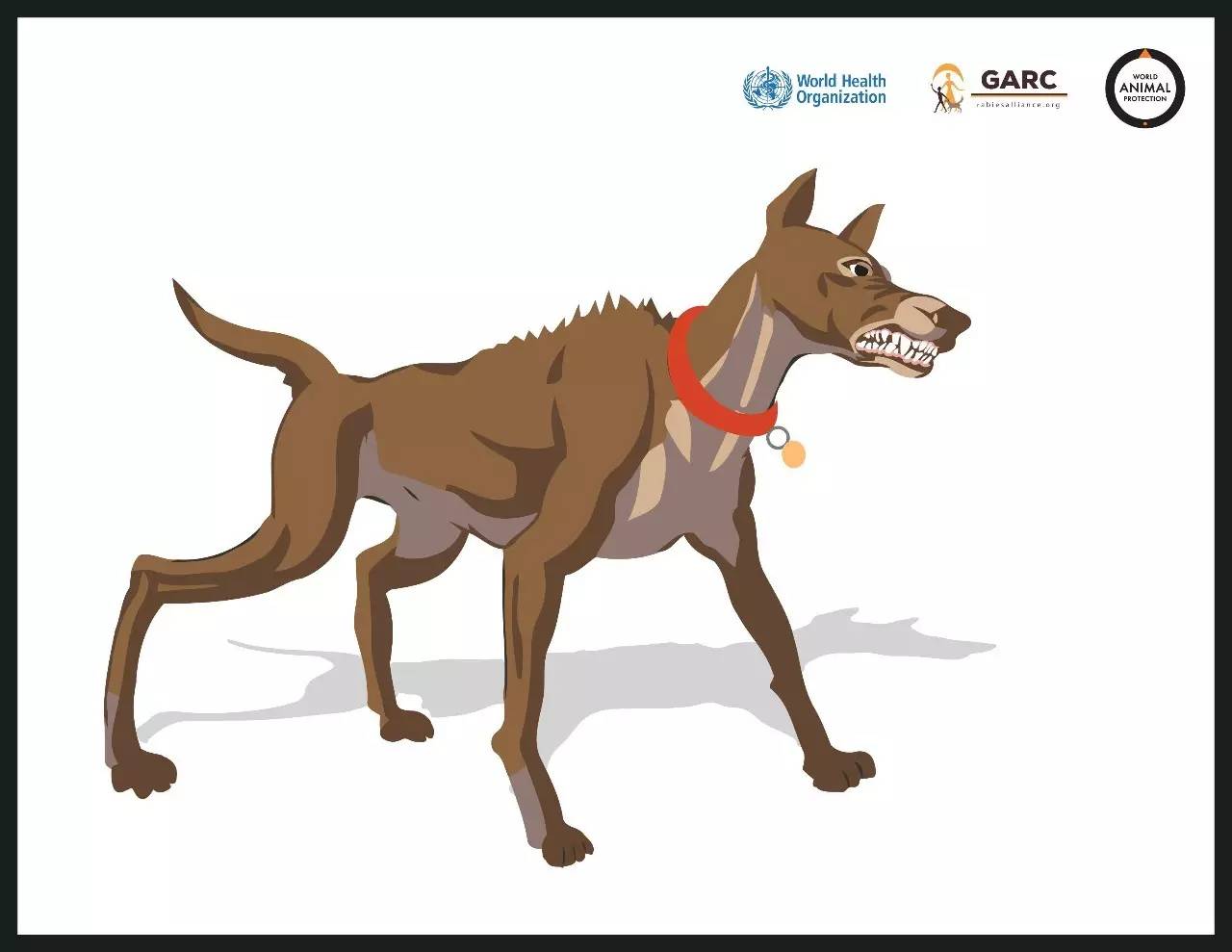 被狗咬预防方法,被狗咬了国际处理法