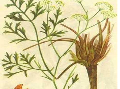 防风野生中药功效,防风功效中药药方