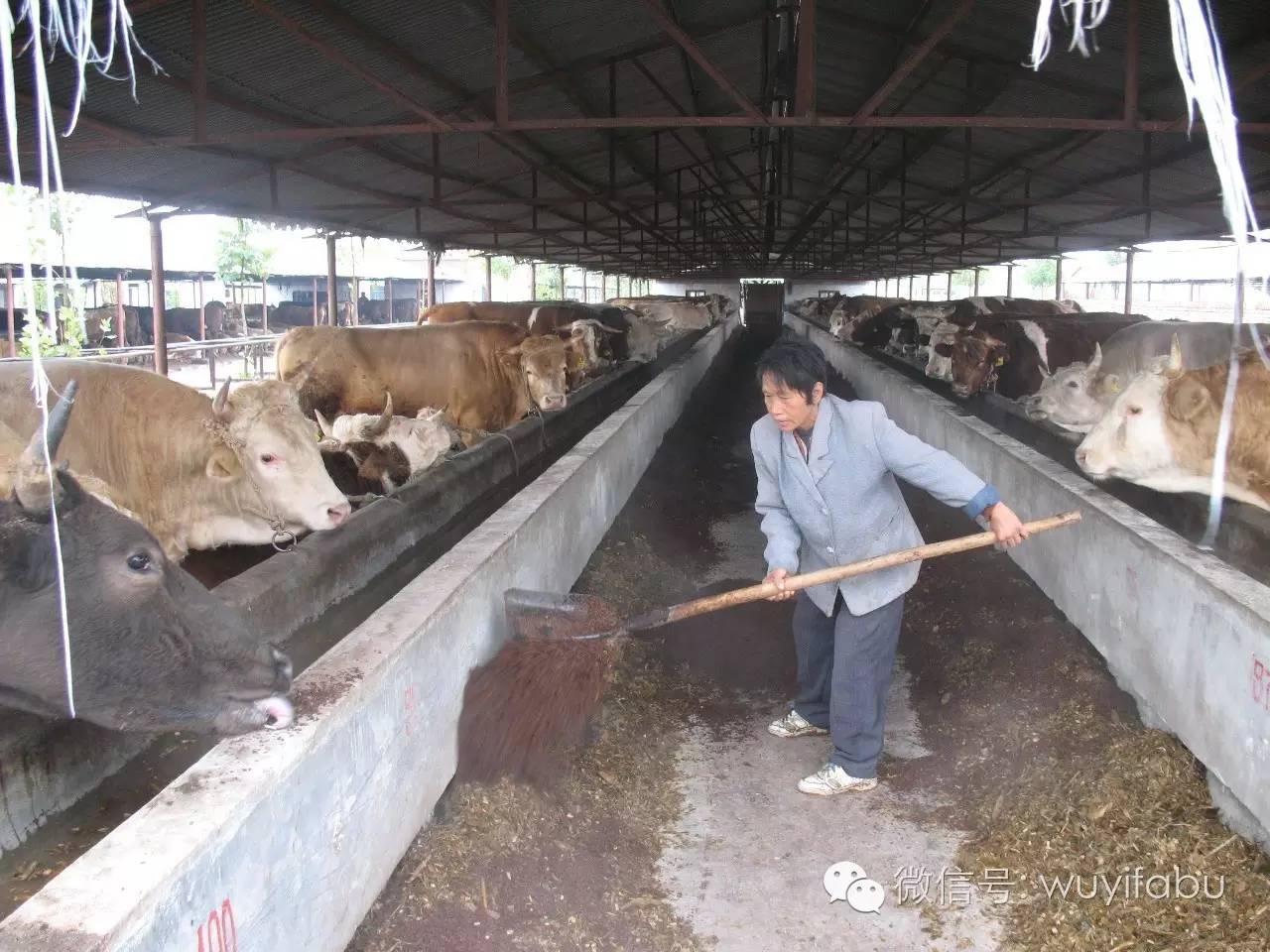 建设现代农业园区铺就全面小康坦途——武邑县建设现代农业示范园区打造现代农业发展高地