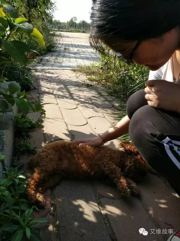 艾维wwoofer之：希望的曙光，为你为我