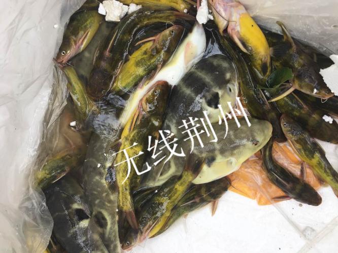 突发：事发沙市，河豚鱼运输途中侧翻误食或身亡