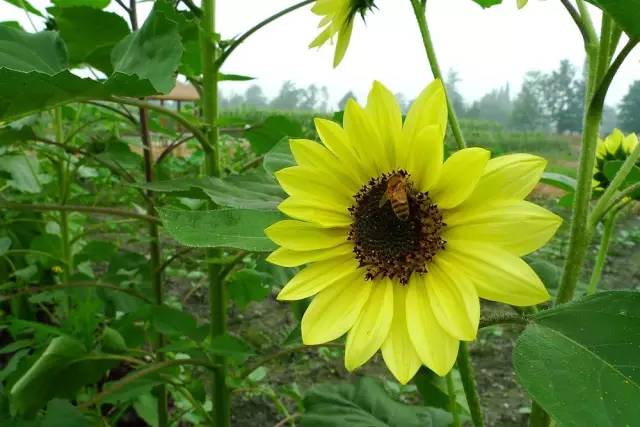 成都主题乐园推荐,成都新增的主题乐园