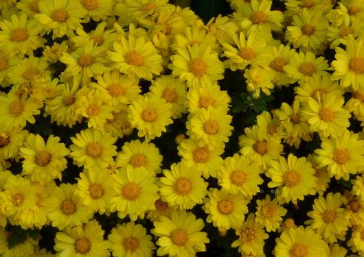 九九重阳节来了这些传统习俗你都知道吗?