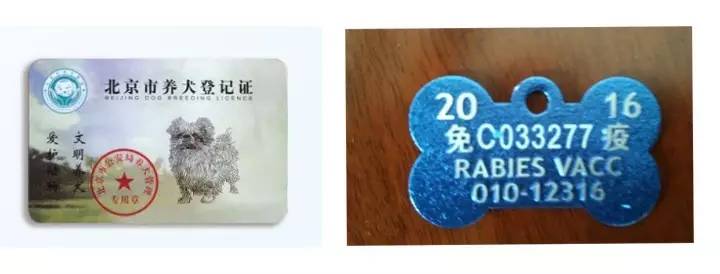 文明养犬的经典语句,文明养犬该怎么做