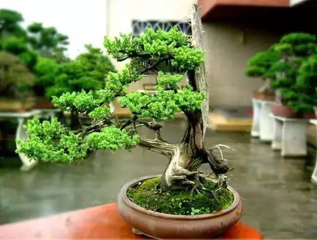 春节回家带给父母最好的礼物,春节给爸妈买什么礼物