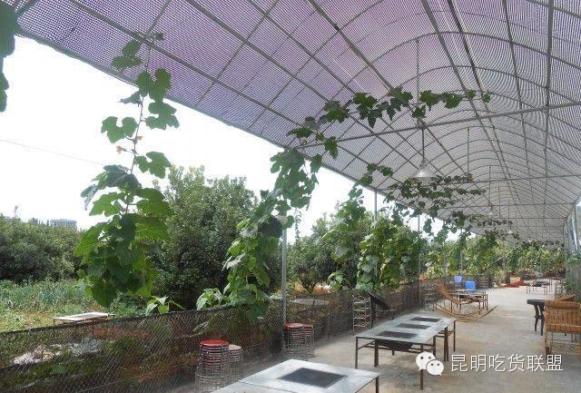 昆明大板桥农家乐的好去处,昆明农家乐烧烤游玩