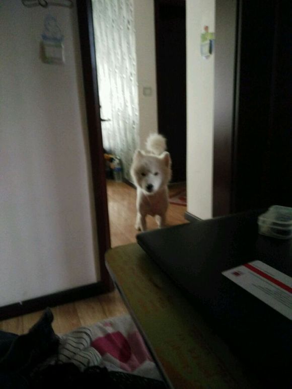 在诸暨市捡到一只萨摩耶,捡了一只萨摩耶怎么看有没有病