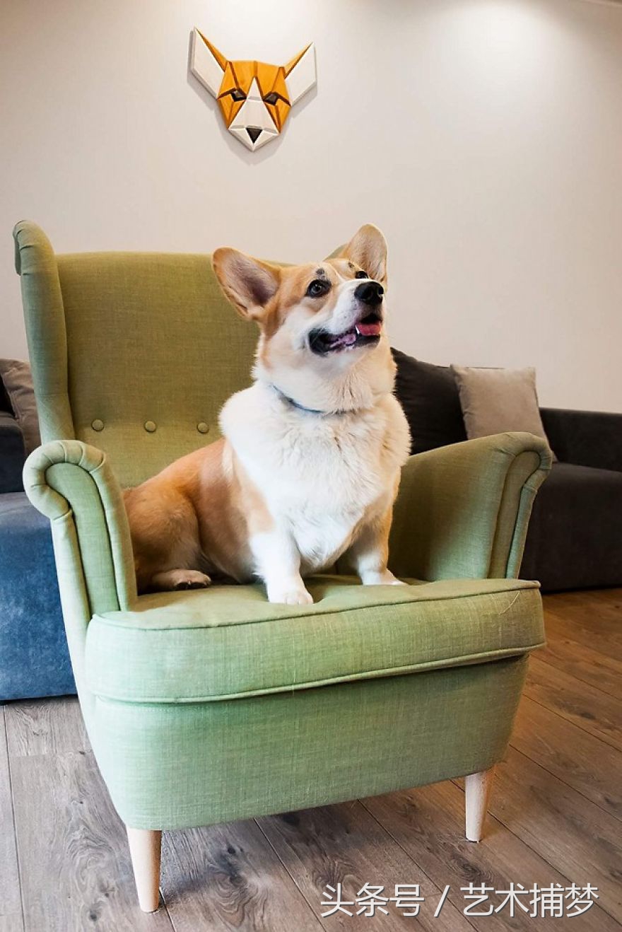 铲屎官宠物用品,铲屎官们给你的宠物准备了吗