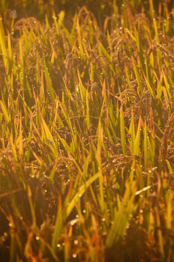 吉林市神农庄园视频,吉林神农庄园温泉度假村