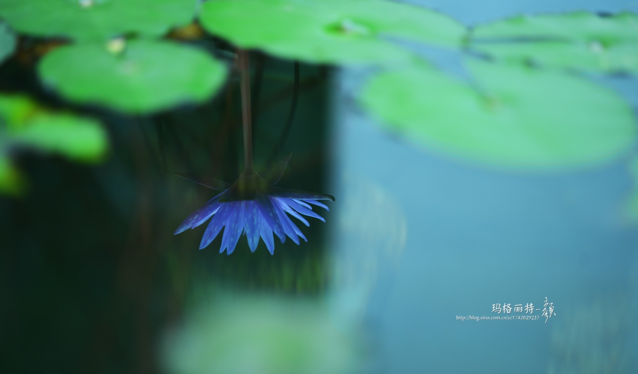 辰山植物园睡莲拍照,行摄洪湖荷花展