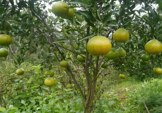 周末自驾采摘一日游,周末自驾游误入一个世外桃源