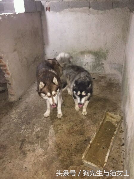 哈士奇不听话只能送去狗肉店,哈士奇送到狗场