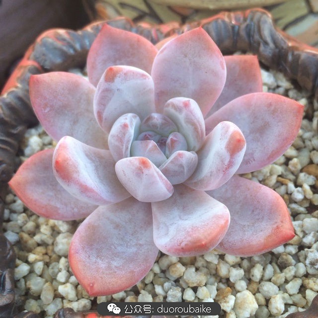 多肉植物新手养护指南最新,多肉植物养护的基础知识