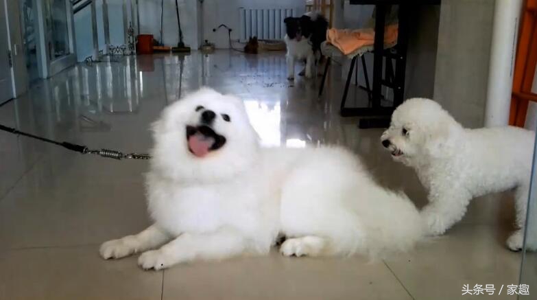 萨摩耶对战哈士奇,萨摩耶大战阿拉斯加犬