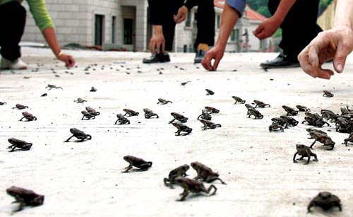 养了一群小蝌蚪最后变成了癞蛤蟆,养一只小宠物当做蝌蚪会怎么样