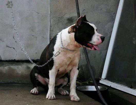 一生所爱sax,一生所爱斯台普斯