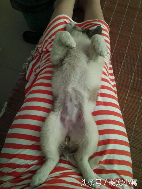 小狗奇遇记动画片,小狗奇遇记完整