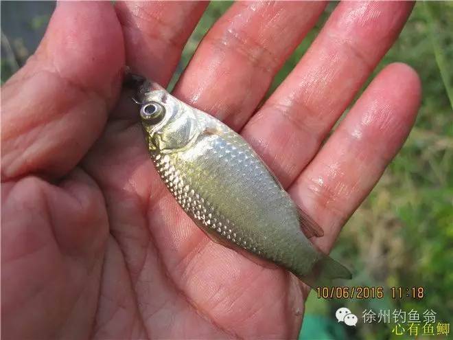 徐州铜山区野钓最新地点,小记野河钓鱼